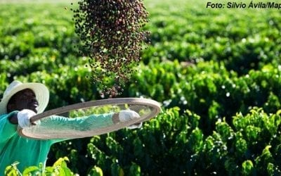 Consumo mundial de café deve crescer 1,4% em 2020/21