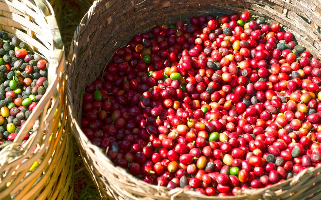 O café é o novo produto propaganda do Agronegócio Brasileiro